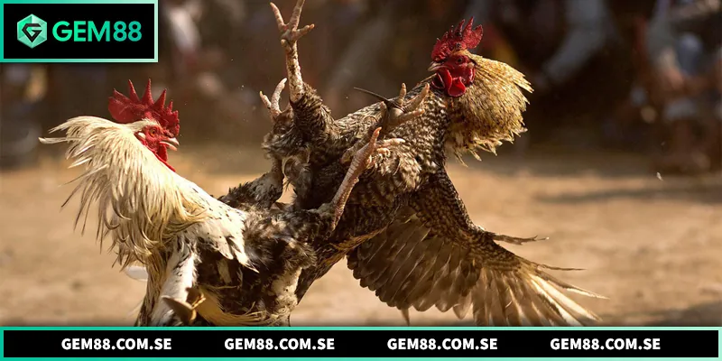 Đá Gà Thomo - Hình Thức Giải Trí Kịch Tính Được Ưa Chuộng Đá Gà Thomo - Hình Thức Giải Trí Kịch Tính Được Ưa Chuộng