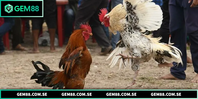 Đá Gà Đòn - Hình Thức Đá Gà Đối Kháng Đầy Kịch Tính Nét đặc trưng của gà đòn thi đấu